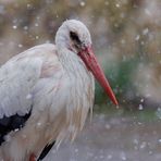 Peter, der älteste Weißstorch vom Affenberg