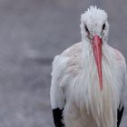 Peter, der älteste Weißstorch vom Affenberg