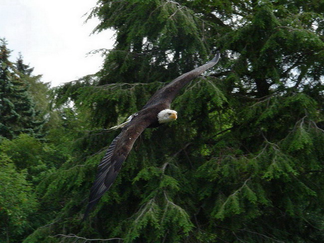 Peter der Weißkopfseeadler...