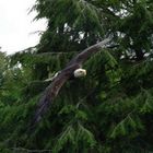 Peter der Weißkopfseeadler...