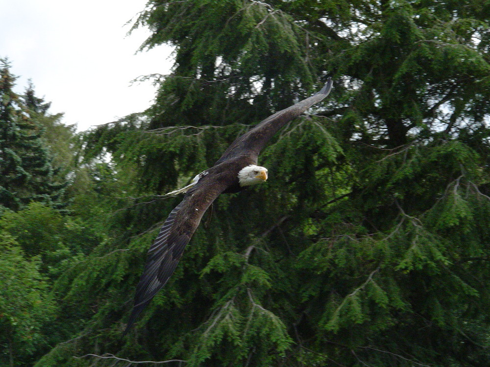 Peter der Weißkopfseeadler...RELOAD