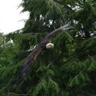 Peter der Weißkopfseeadler...RELOAD