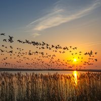 Peter Eckert--Monheim