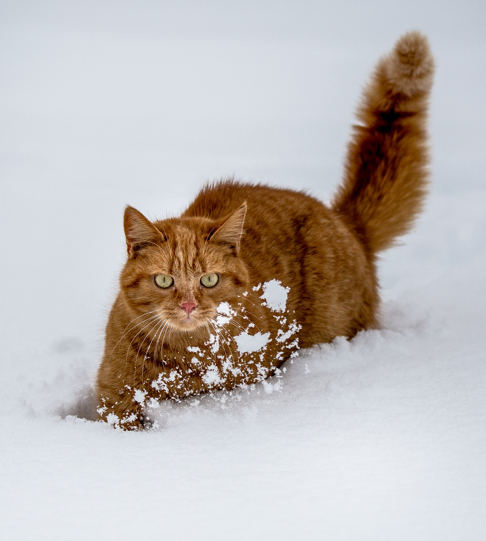 Peter im Tiefschnee