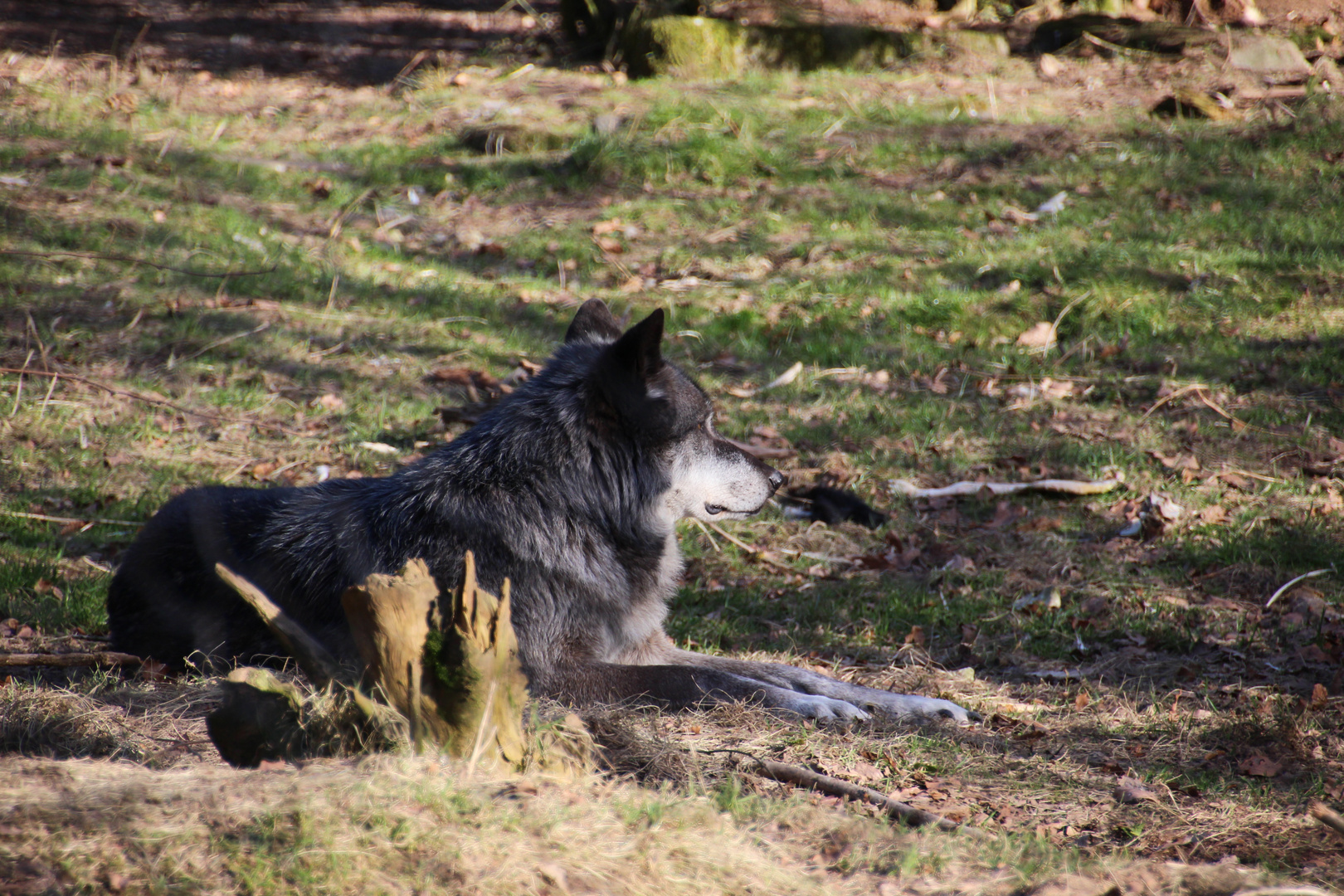 Peter - Kanadischer Wolf