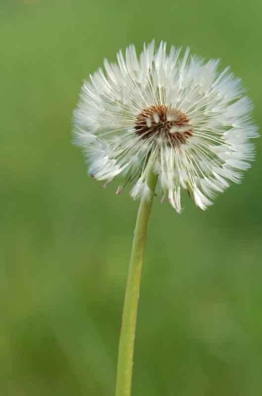 Peter Lustigs Lieblingsblume