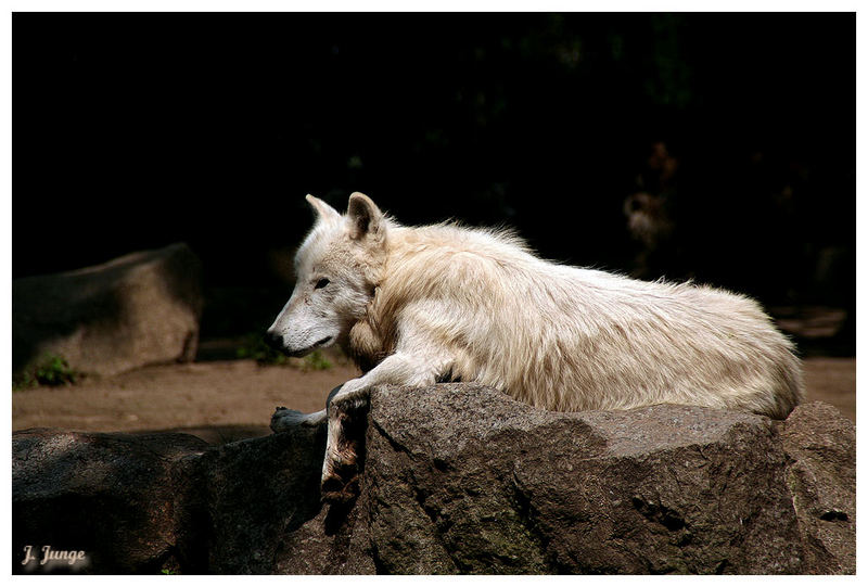 Peter (nicht im Bild) und der Wolf!