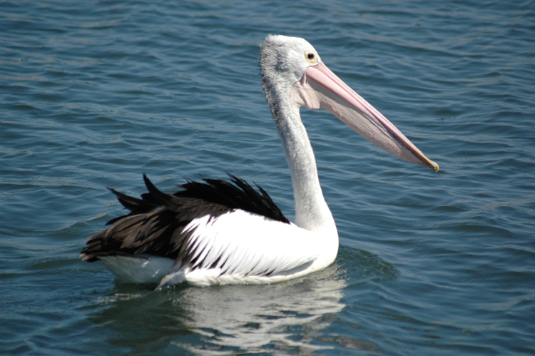 Peter Pelican # 2