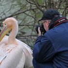 Peter – Pelikan – Fotograf