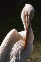 Peter Pelikan im Berliner Zoo