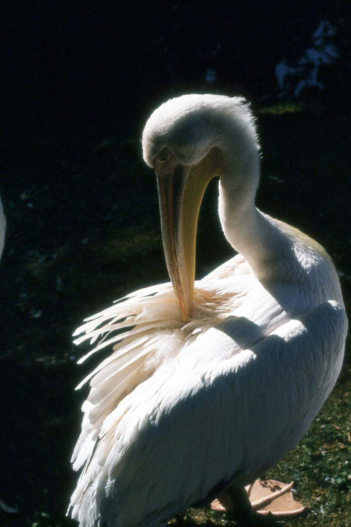 Peter Pelikan im Berliner Zoo