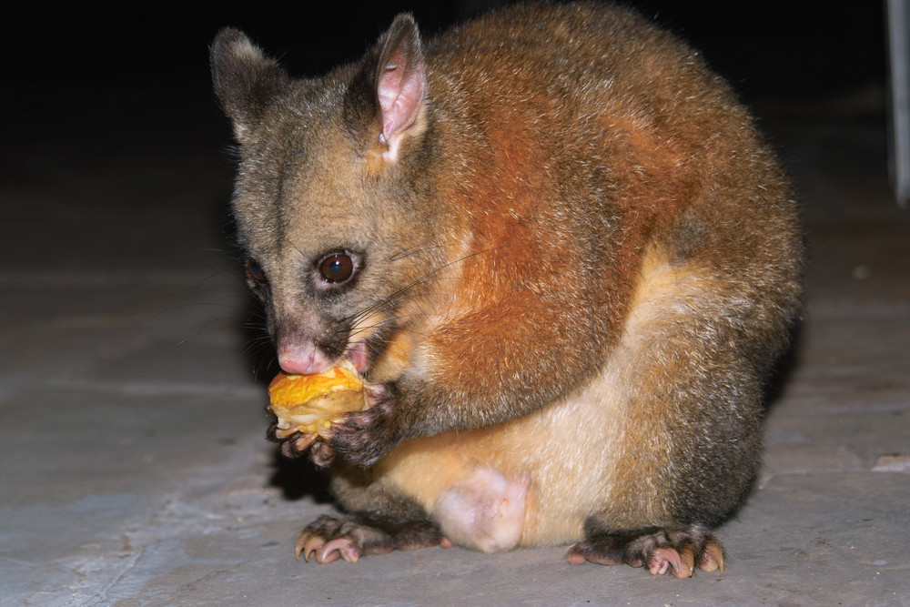 Peter the possum