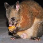 Peter the possum