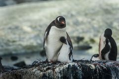 Peterman Island - Eselspinguine