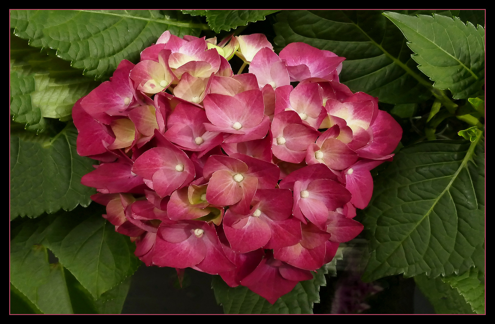  Peter`s Hortensia 