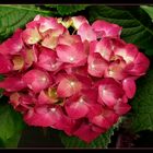  Peter`s Hortensia 