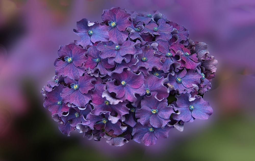 Peter`s Hortensia