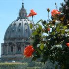 Petersdom mit Rosen