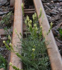 Petersenkai_583 _ 14960_OAM_Baakenh_Reseda Lutea