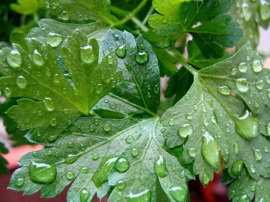 Petersilie nach dem Regen