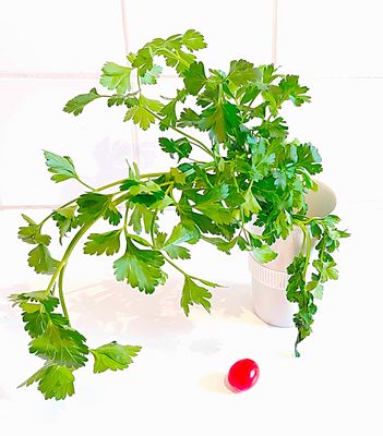 Petersilie und Tomate
