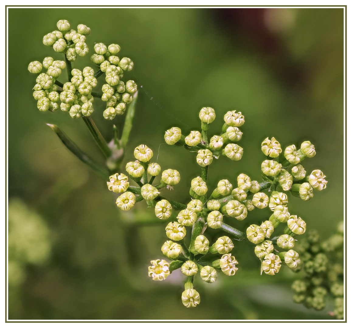 Petersilienblüten