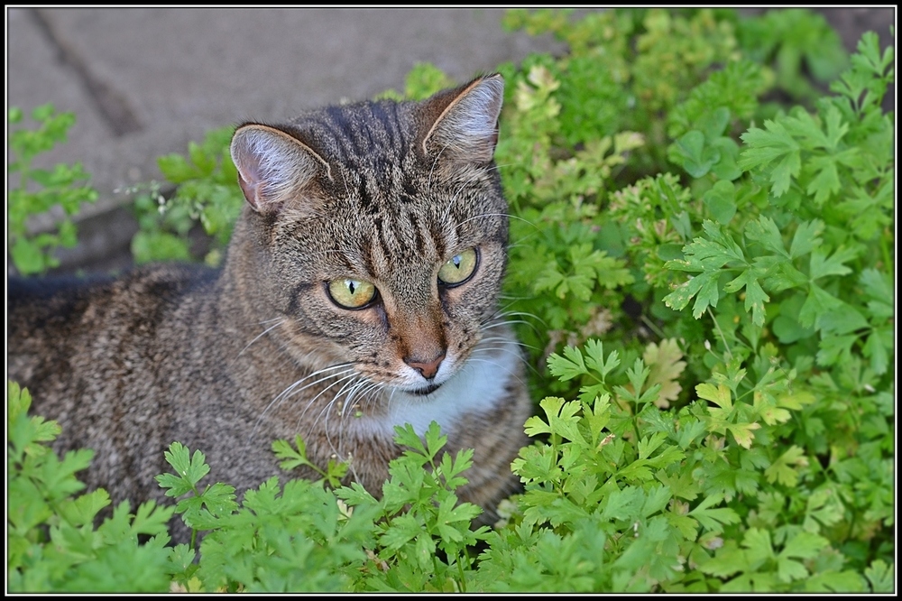 Petersilienkater