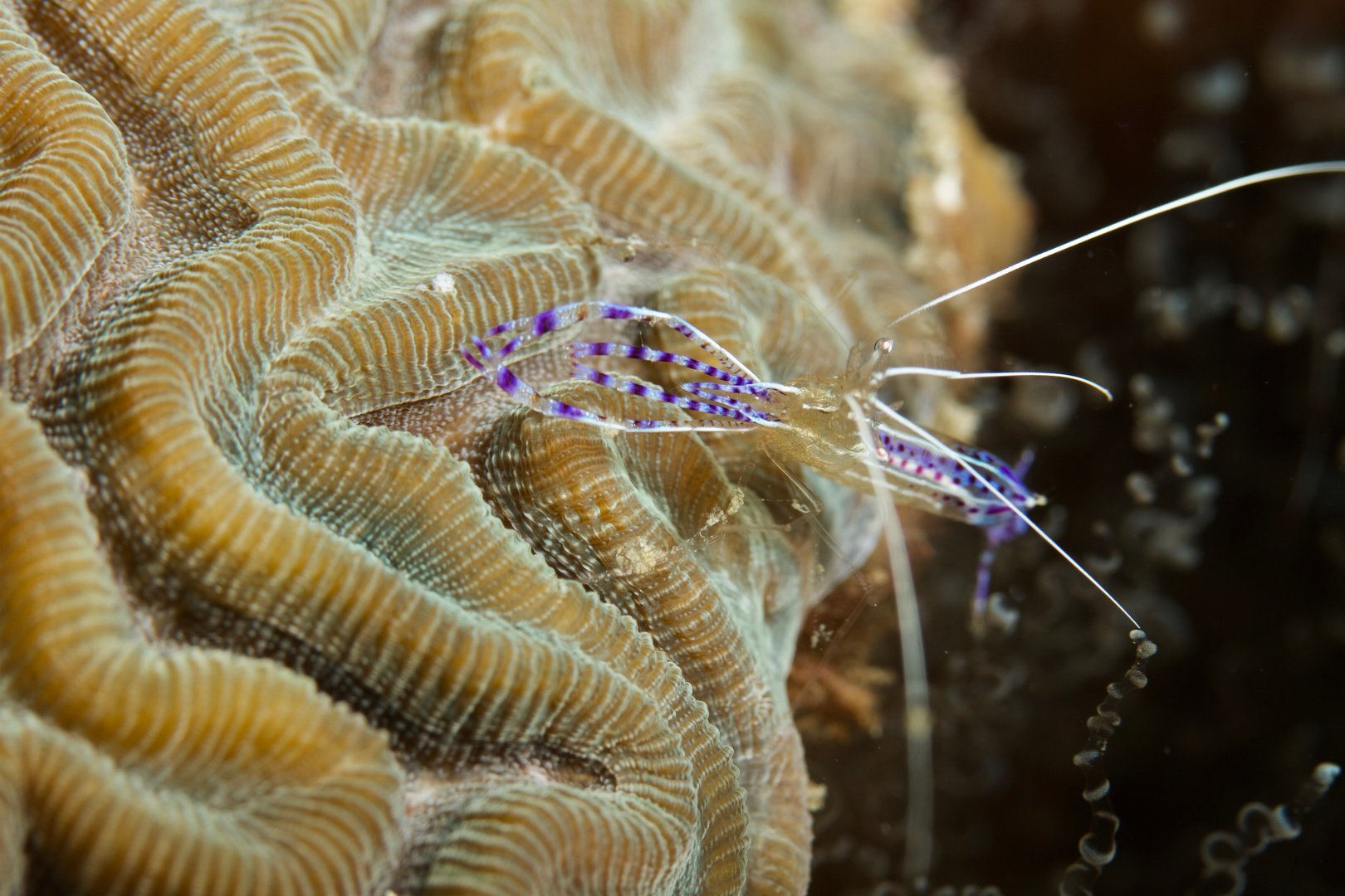 Petersons Partnergarnele  -  Pederons cleaner shrimp