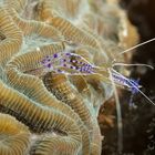 Petersons Partnergarnele  -  Pederons cleaner shrimp