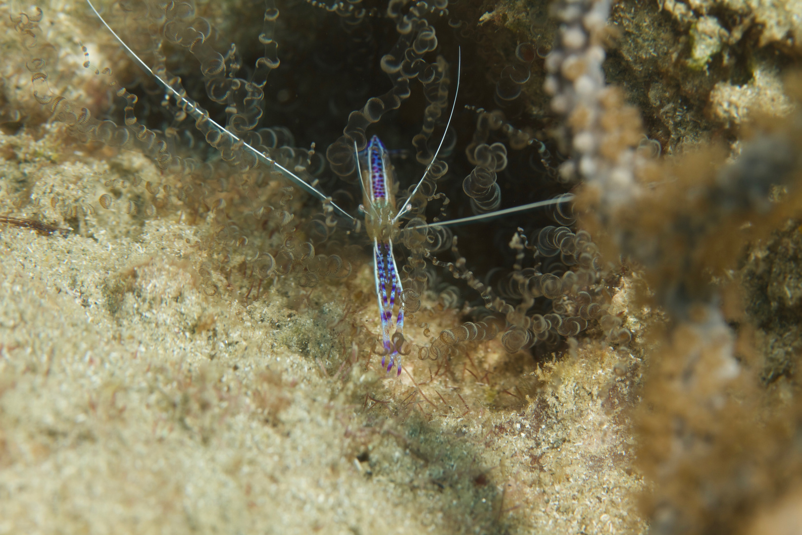 Petersons Partnergarnele - Pederons cleaner shrimp