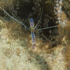 Petersons Partnergarnele - Pederons cleaner shrimp