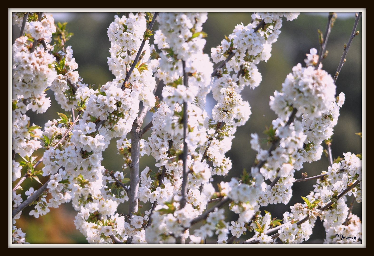 Peties fleurs