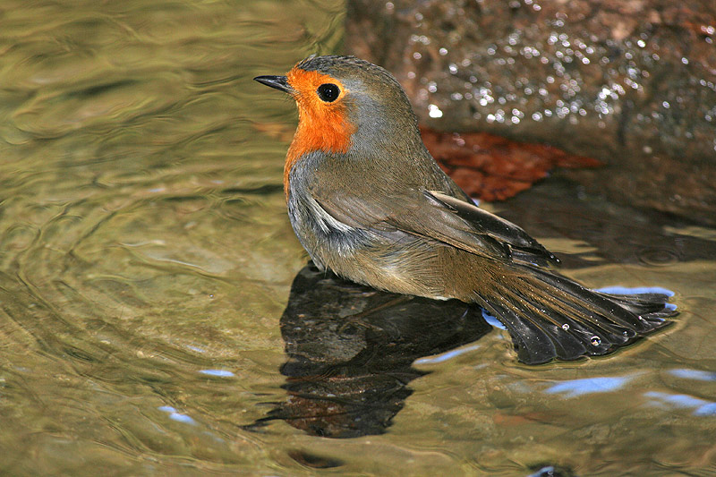 Petirrojo al baño