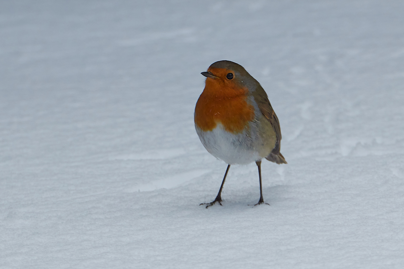 Petirrojo en la nieve