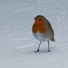 Petirrojo en la nieve