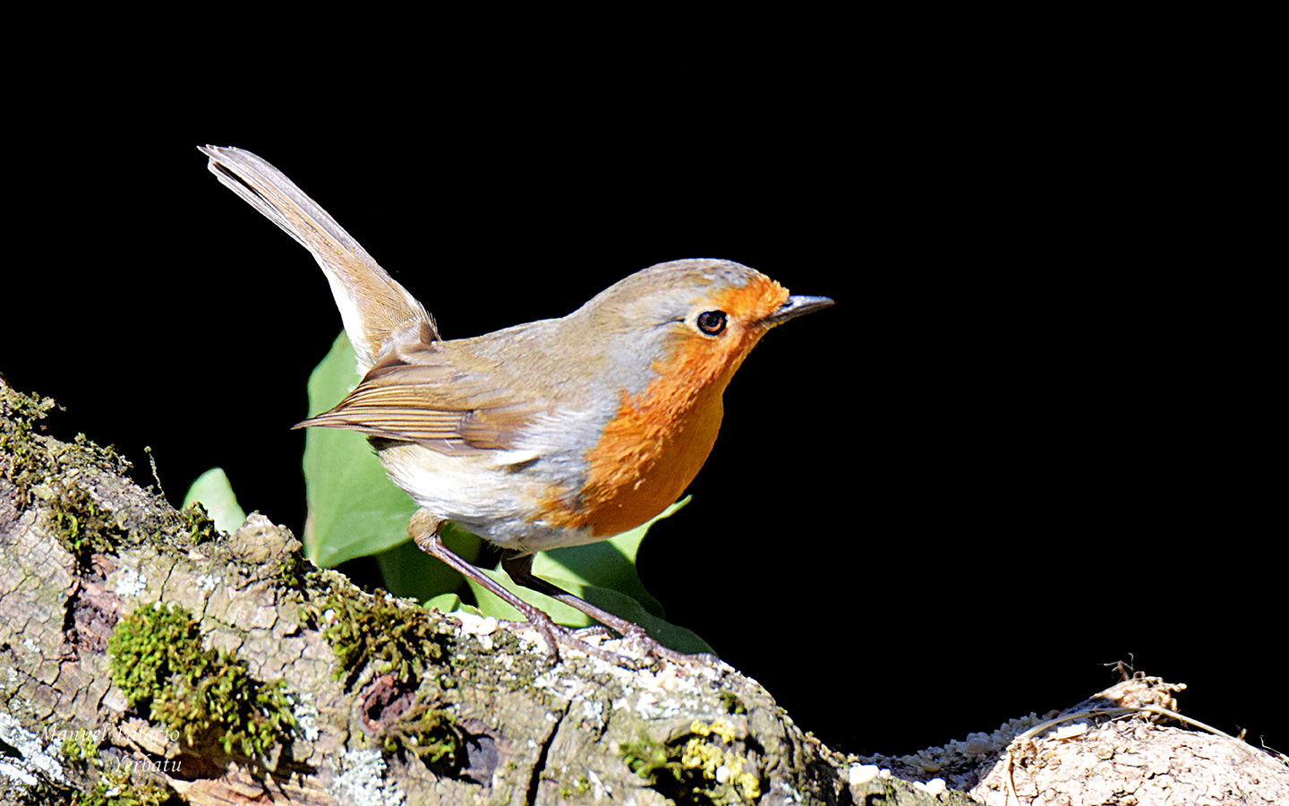 Petirrojo - Erithacus rubecula