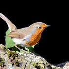 Petirrojo - Erithacus rubecula