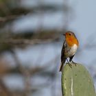 petirrojo (Erithacus rubecula)