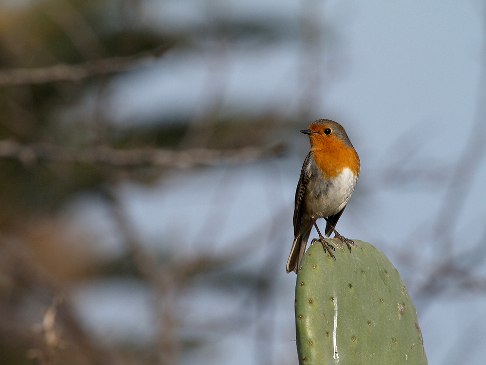 petirrojo (Erithacus rubecula)