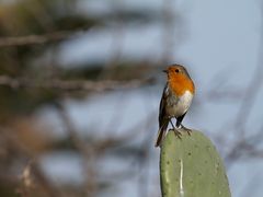 petirrojo (Erithacus rubecula)