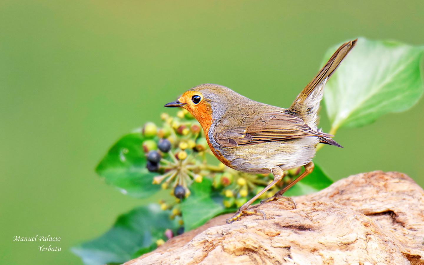 Petirrojo - Erithacus rubecula