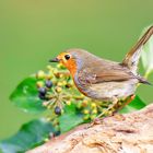 Petirrojo - Erithacus rubecula