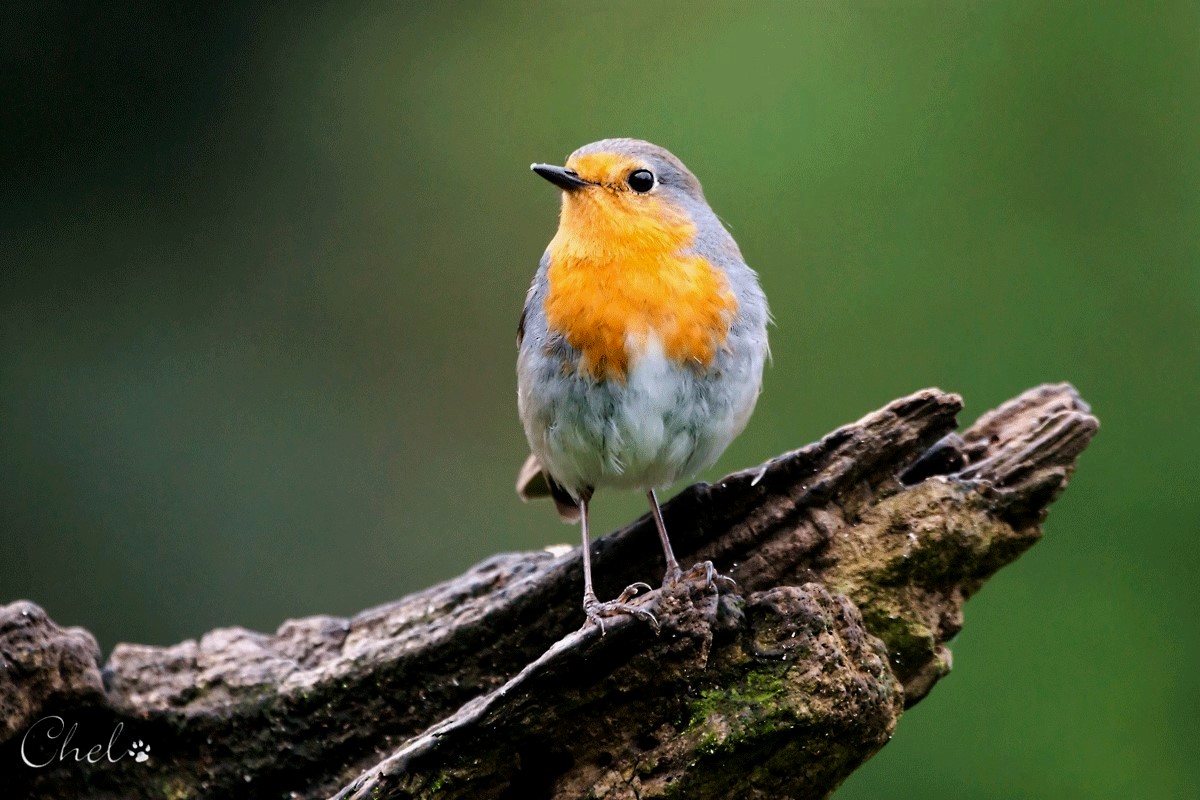 Petirrojo europeo (Erithacus rubecula)