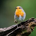 Petirrojo europeo (Erithacus rubecula)