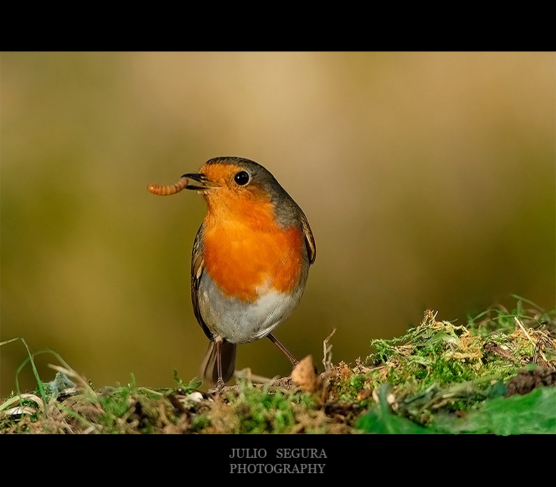 Petirrojo (Robin)