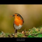 Petirrojo (Robin)