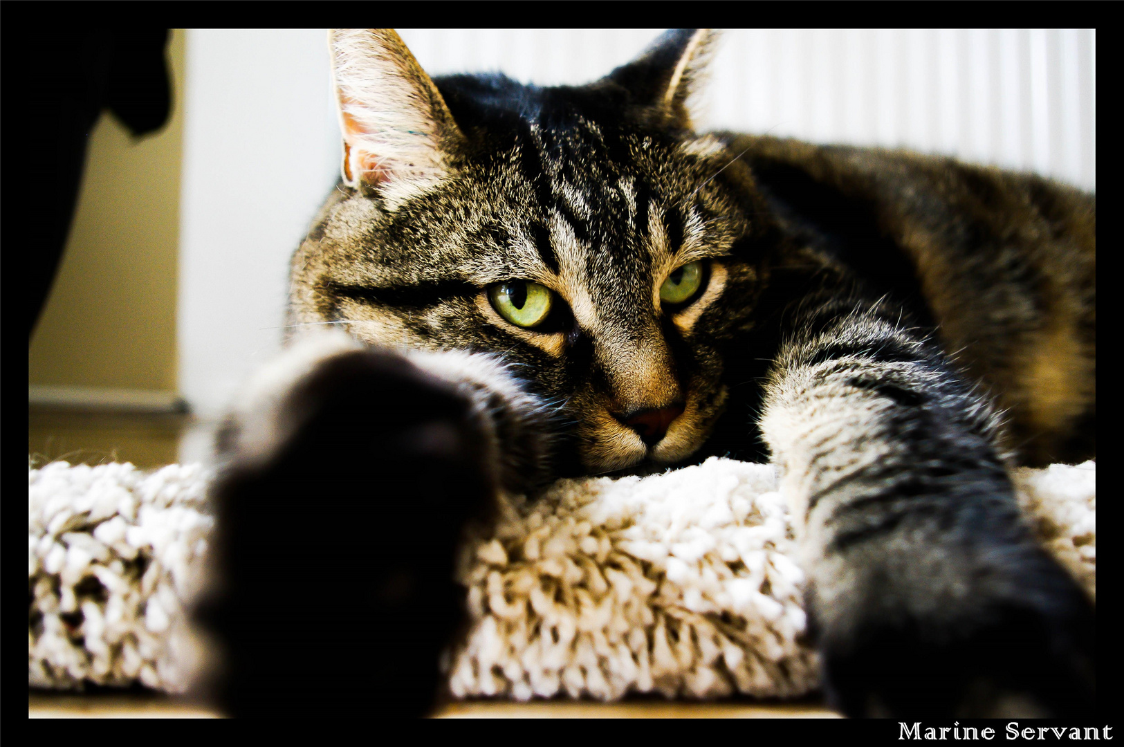 « Petit à petit, les chats deviennent l’âme de la maison. »