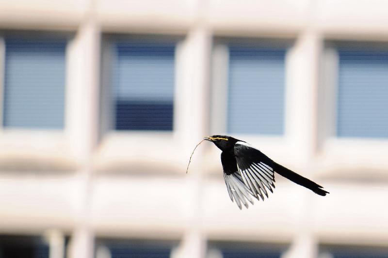 Petit à petit l'oiseau fait son nid