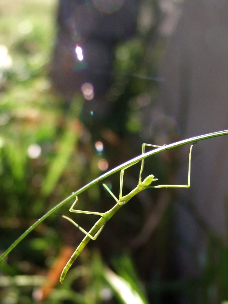 Petit acrobate vert