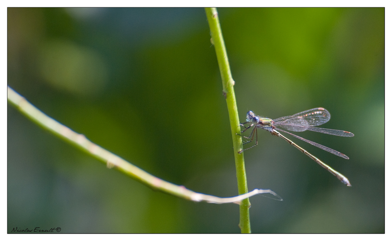 petit agrion